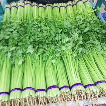 大量提供香芹大量有货一手货源。