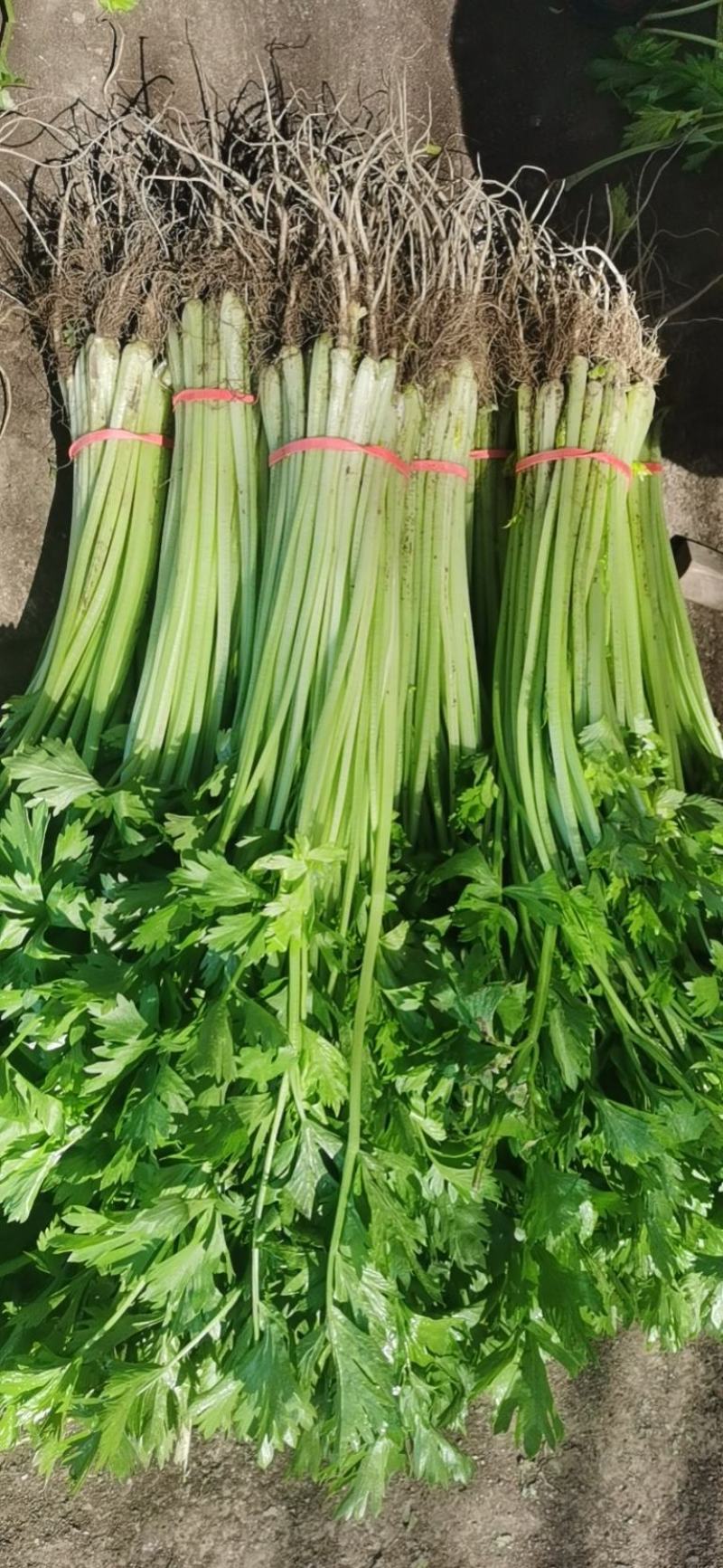大量提供香芹大量有货一手货源。