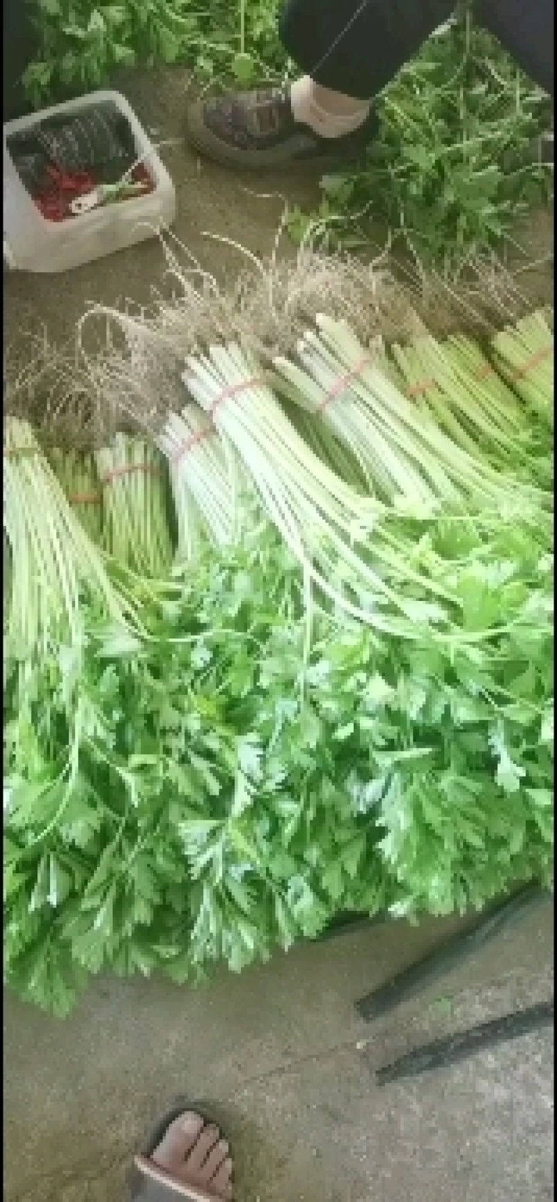 大量提供香芹大量有货一手货源。