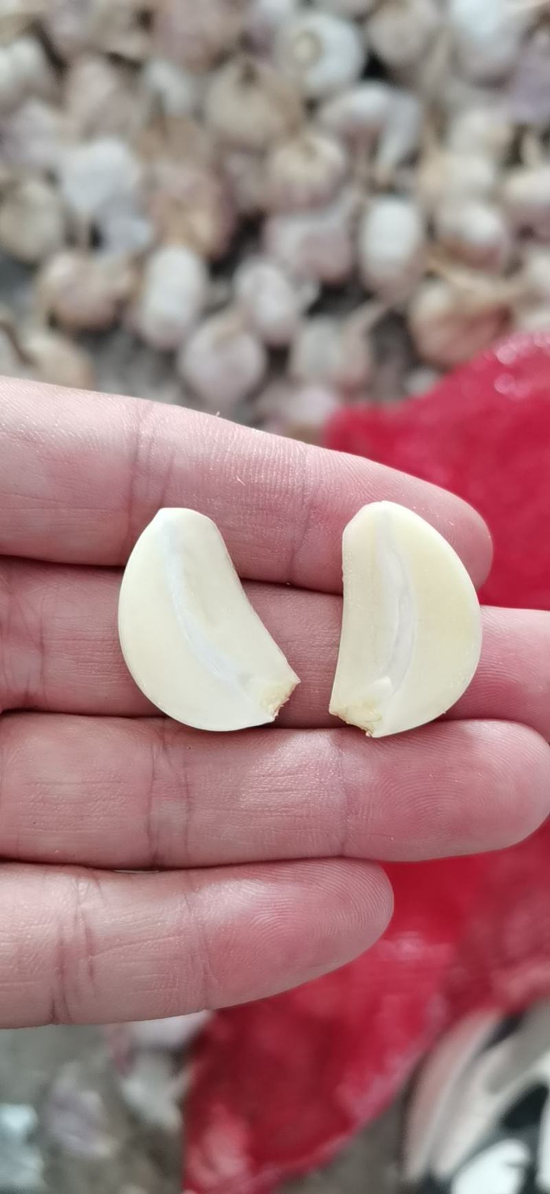 精品大蒜欢迎电商，超市前来采购