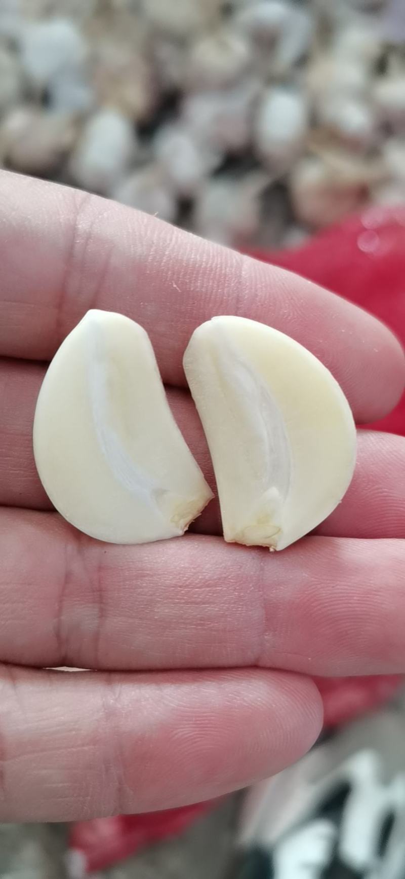 精品大蒜欢迎电商，超市前来采购
