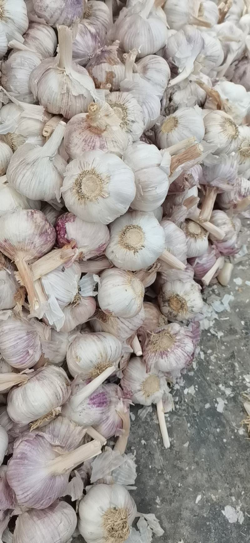精品大蒜欢迎电商，超市前来采购