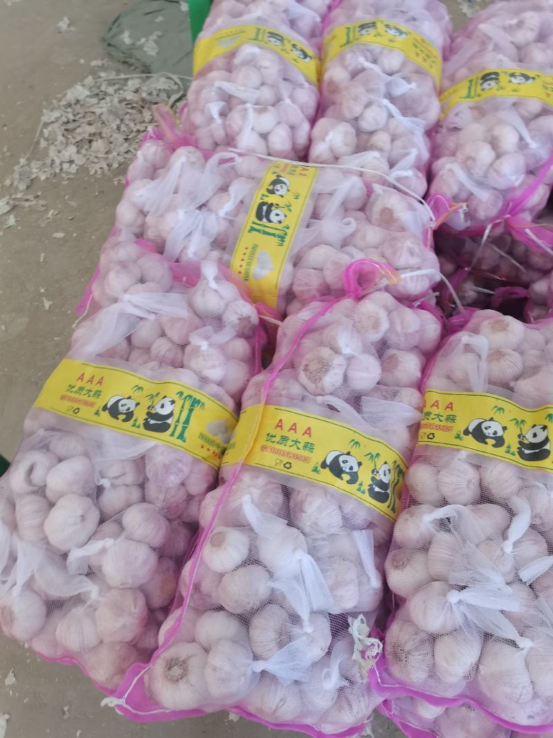 精品大蒜欢迎电商，超市前来采购