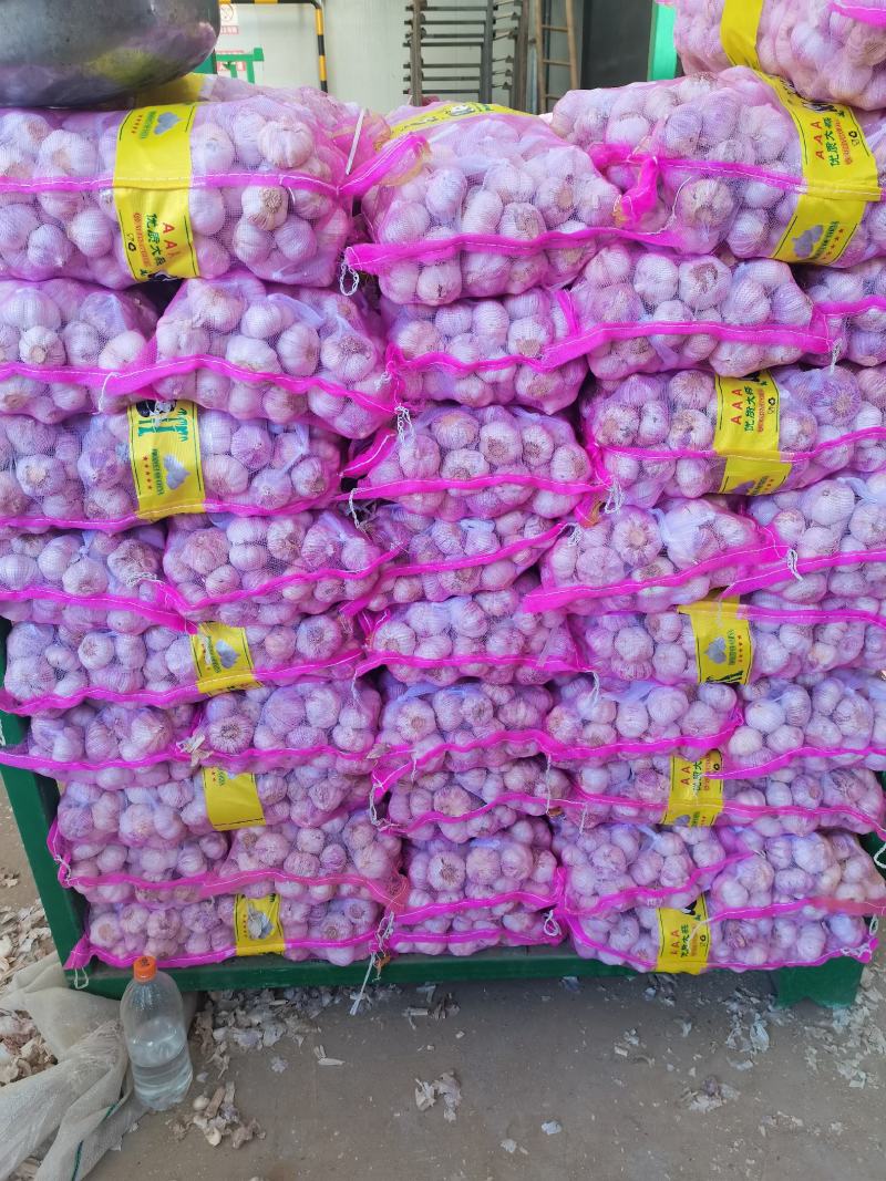 精品大蒜欢迎电商，超市前来采购
