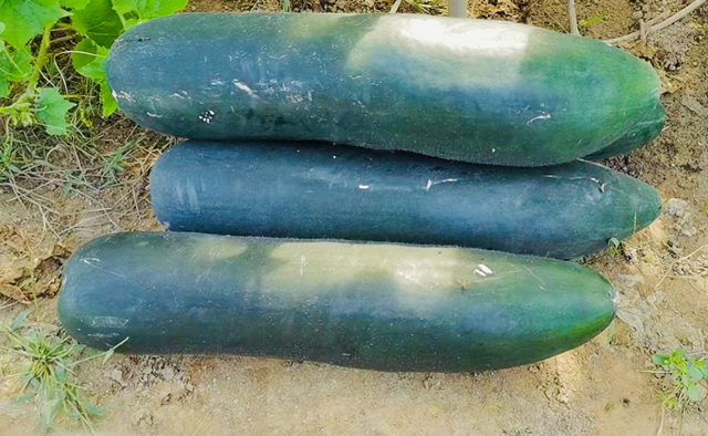 展示黑皮冬瓜、新鲜毛豆、蒜、姜等食材整齐摆放于案板上,已切块的冬瓜和焯过水的毛豆清晰可见 毛豆烧冬瓜食材准备