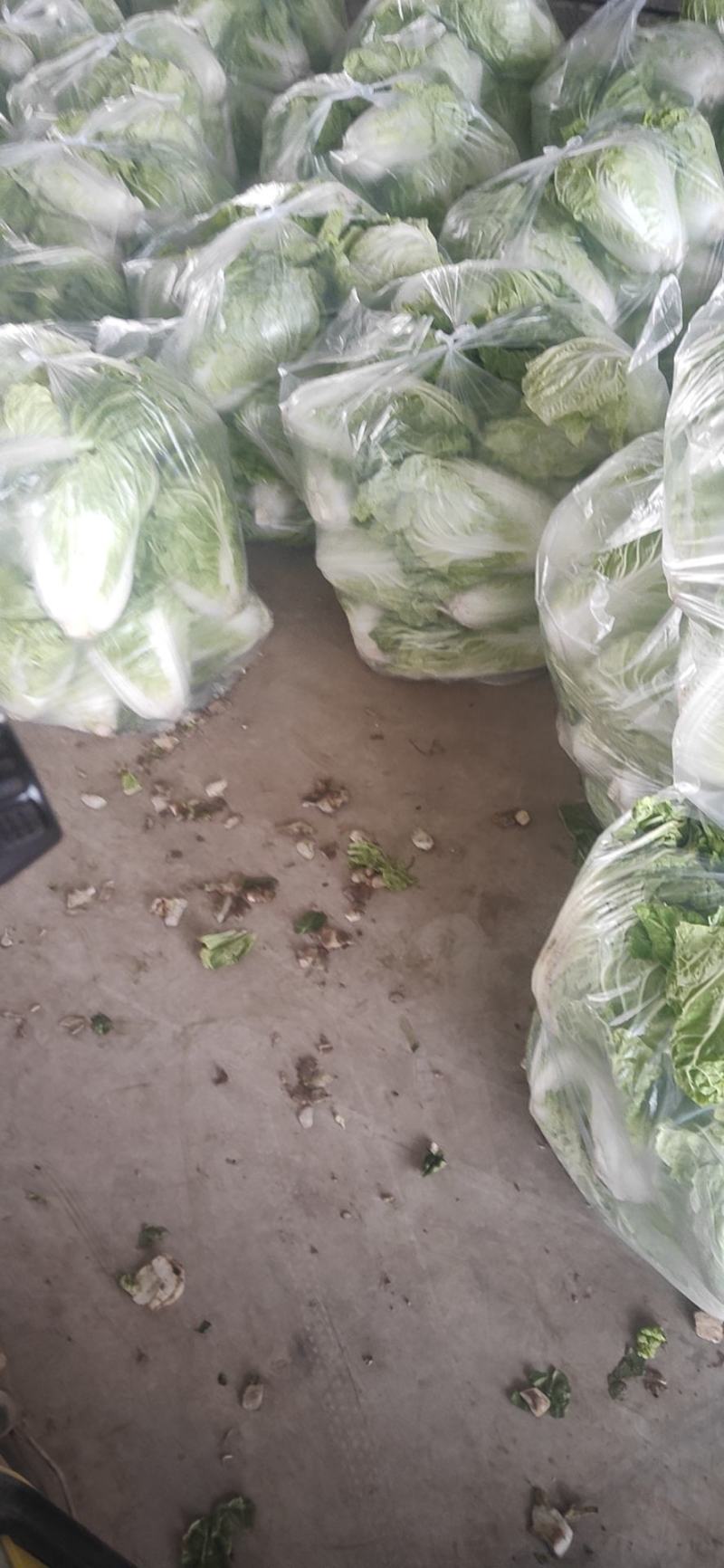 河南安阳滑县新鲜优质大白菜直供批发产地直发