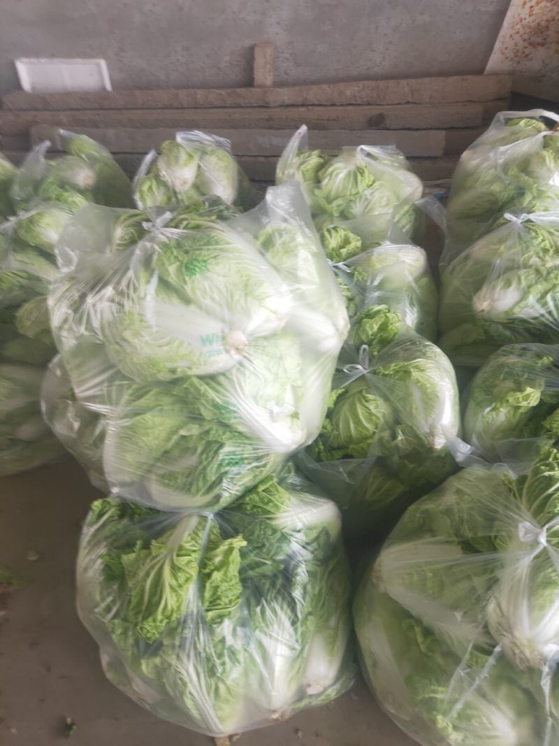 河南安阳滑县新鲜优质大白菜直供批发产地直发