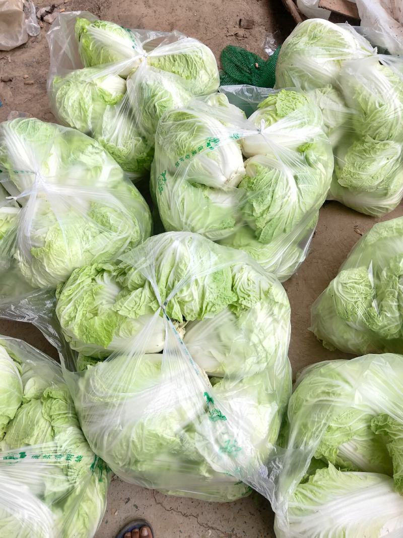 河南安阳滑县新鲜优质大白菜直供批发产地直发
