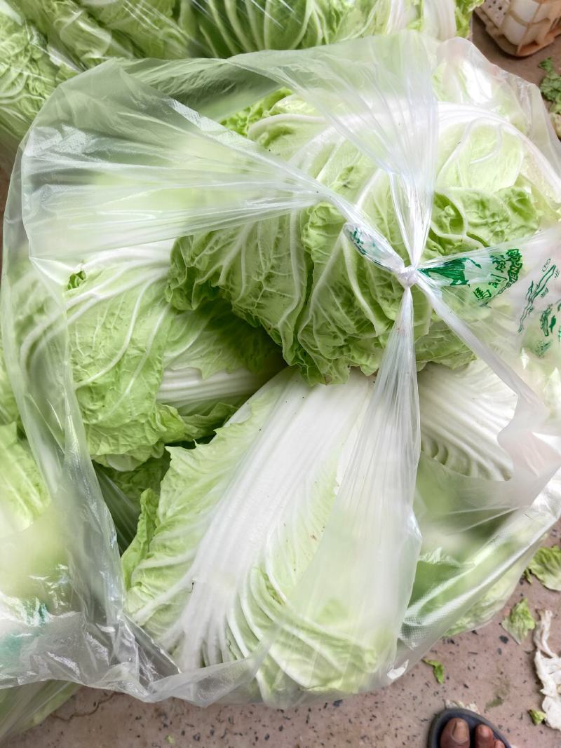 河南安阳滑县新鲜优质大白菜直供批发产地直发