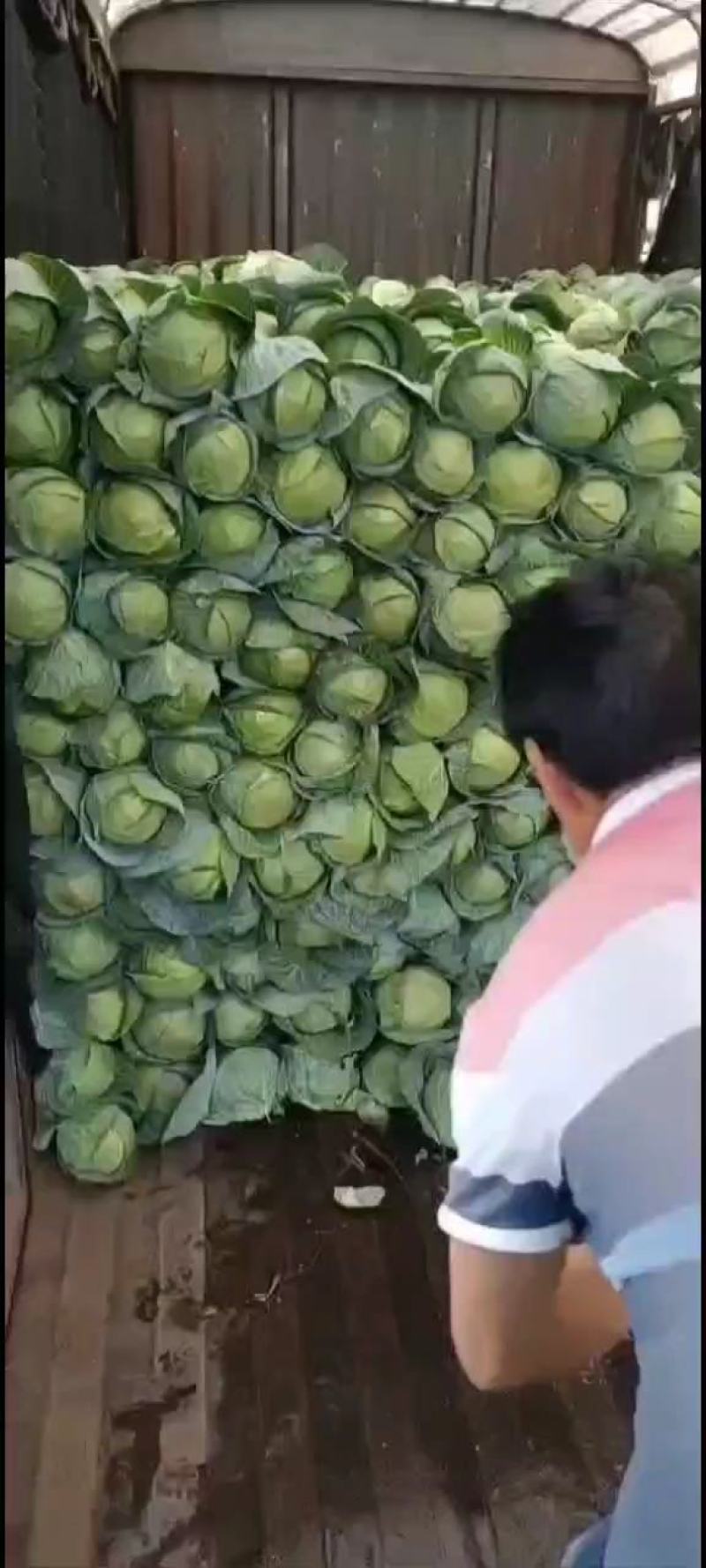 产地直发甘蓝，圆包菜，小铁头，成品一手货源
