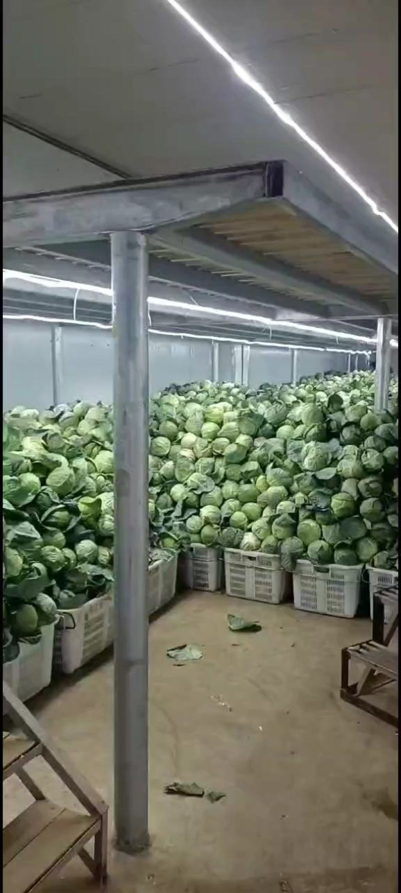 产地直发甘蓝，圆包菜，小铁头，成品一手货源
