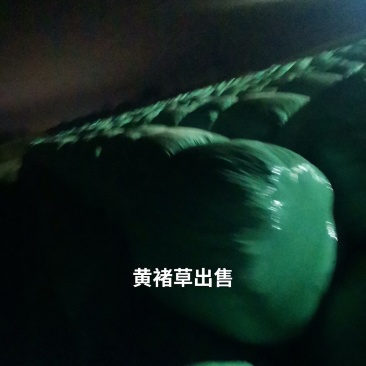 玉米秸秆黄储
