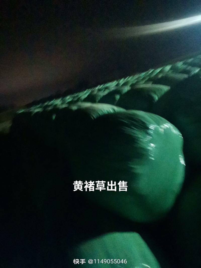 玉米秸秆黄储