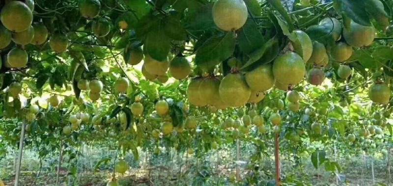 钦蜜9号芭乐味黄金百香果纯甜无酸产地现摘现发