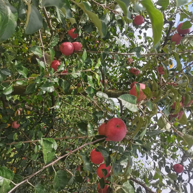 昭通