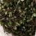 新鲜抱石莲石瓜子瓜子金鱼鳖草广西产地直发量大价优