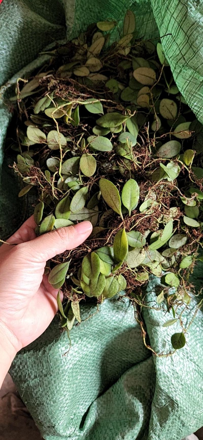 新鲜抱石莲石瓜子瓜子金鱼鳖草广西产地直发量大价优