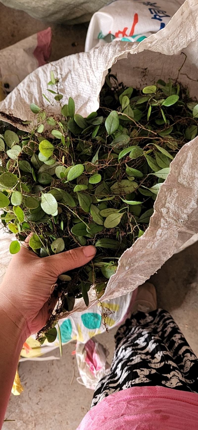 新鲜抱石莲石瓜子瓜子金鱼鳖草广西产地直发量大价优