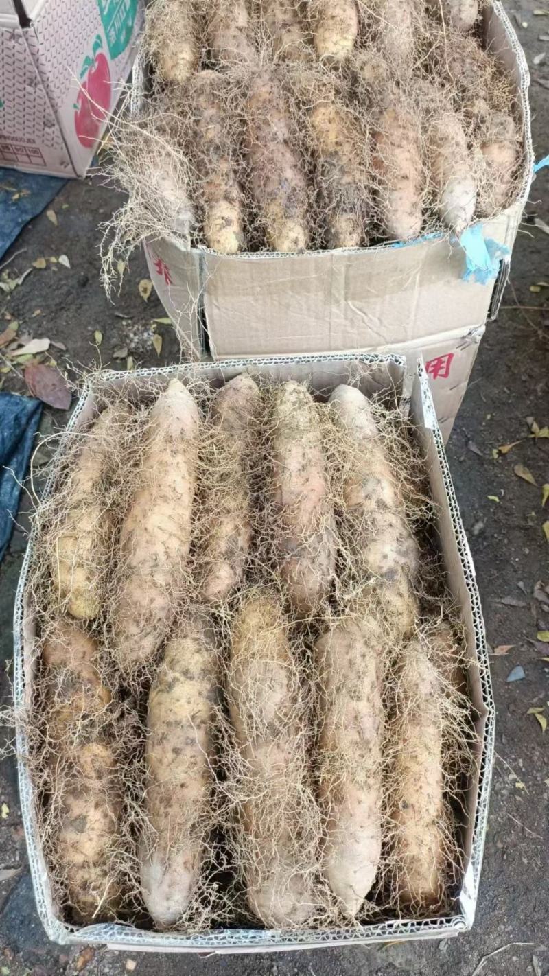 湛江毛薯