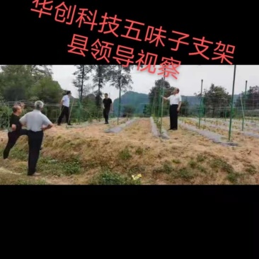 厂家批发玻璃纤维管五味子，支撑杆罗汉果支撑杆百香果立柱