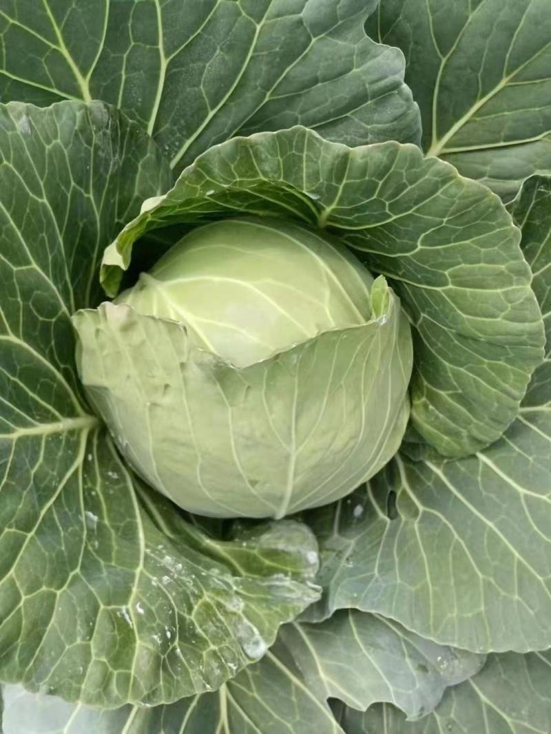 【热卖】云南甘蓝产地直发，一手货源，大量有货，菜质清秀