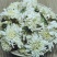 菊花七月菊各种养生花茶中药材批发诚信经营