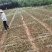 玻璃纤维杆，小拱棚，苗棚，小拱棚支架，拱棚杆，诚信经营
