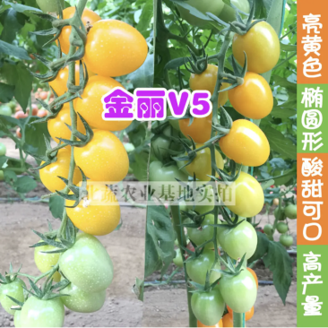 千禧圣女果种子黄色小番茄种籽好吃樱桃番茄种小黄柿子籽