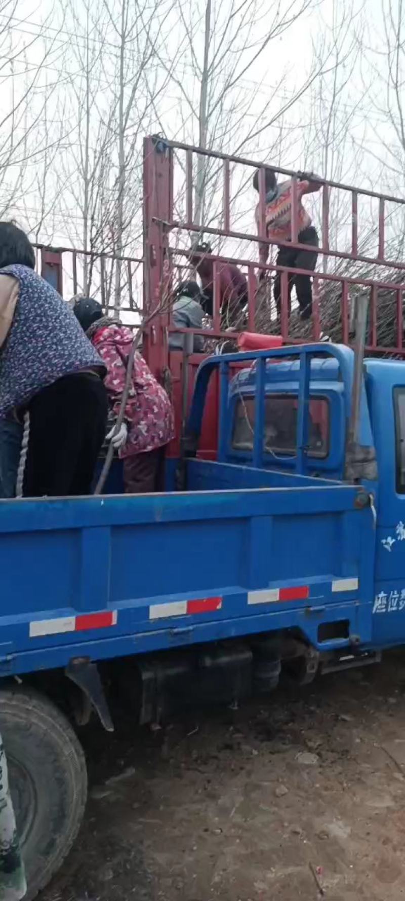 梅花苗，红梅，绿梅，朱砂，游龙梅，黄香梅，基地直销自家苗