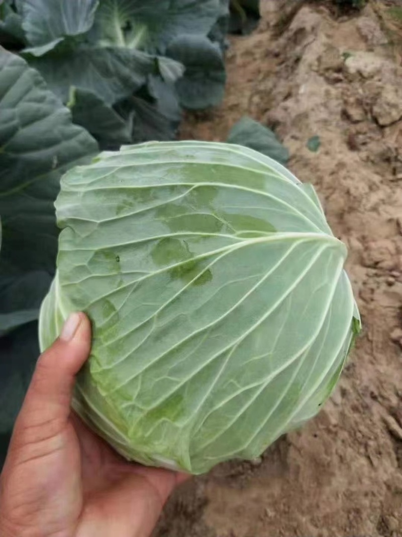 精品墨玉50甘蓝产地直发品质保证对接各类客户