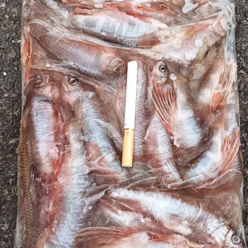 马口鱼