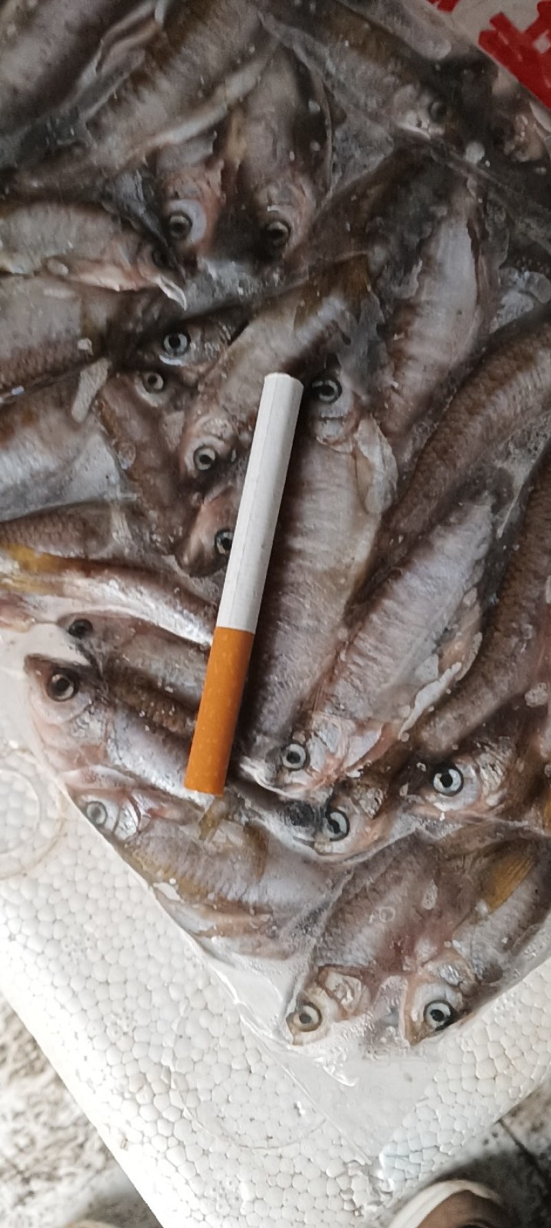 马口鱼