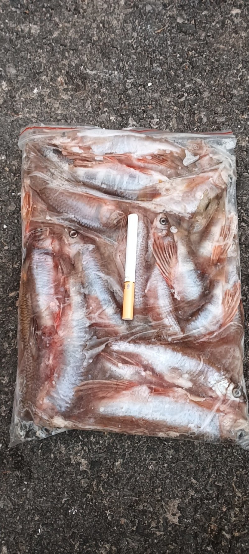 马口鱼