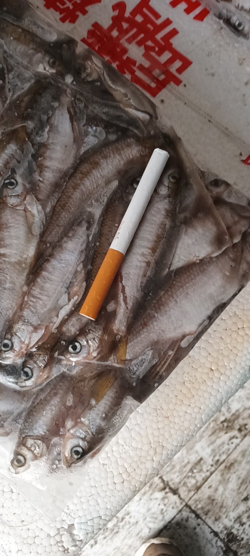 马口鱼