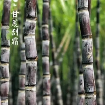 广东甘蔗，果蔗，黄皮蔗黑蔗大量出售长期合作