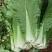 大白菜邵菜
