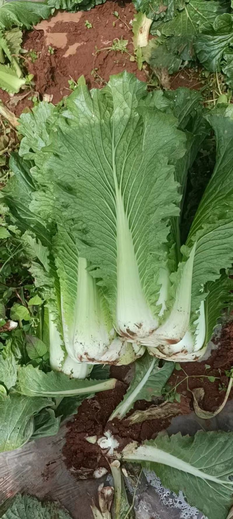 大白菜邵菜