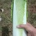 大白菜邵菜