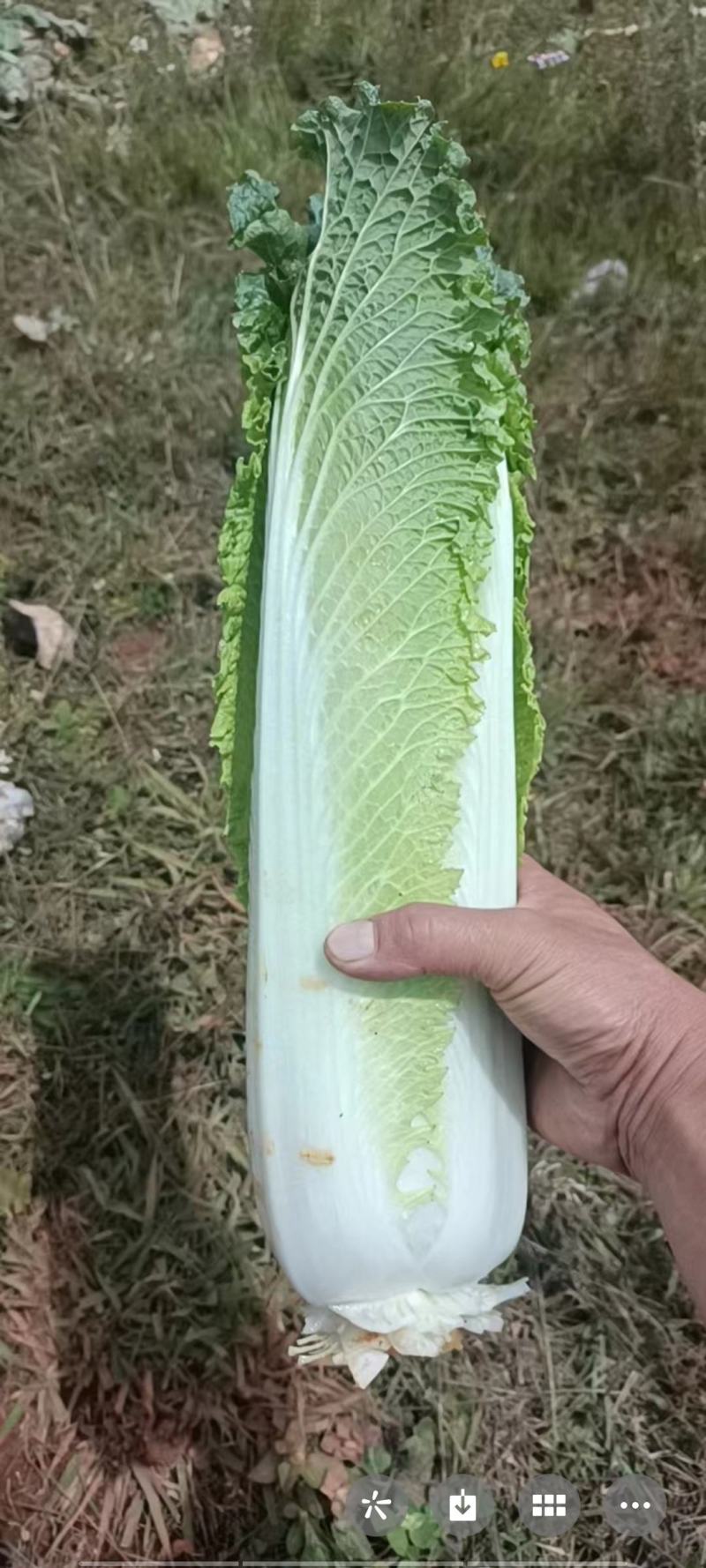 大白菜邵菜