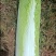 大白菜邵菜
