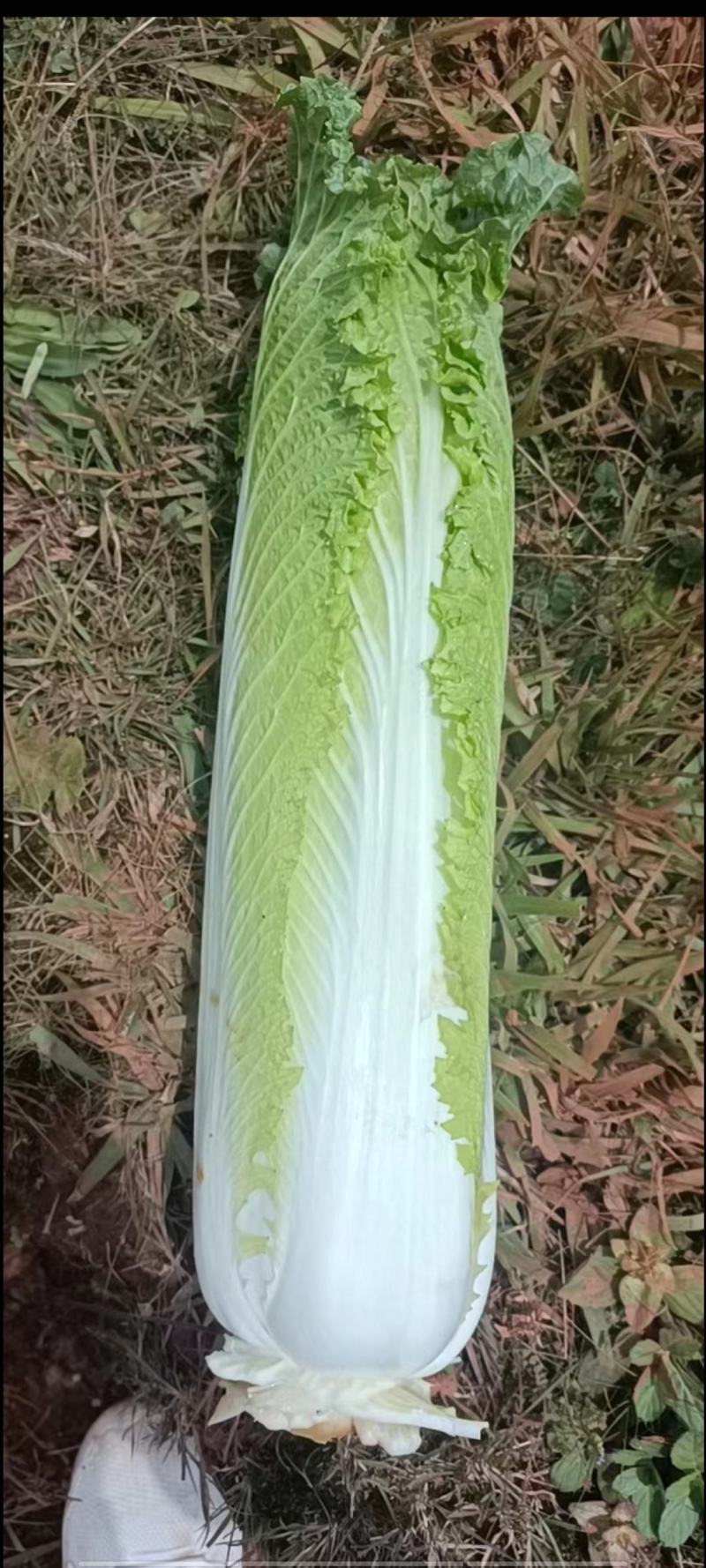 大白菜邵菜