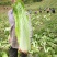大白菜邵菜