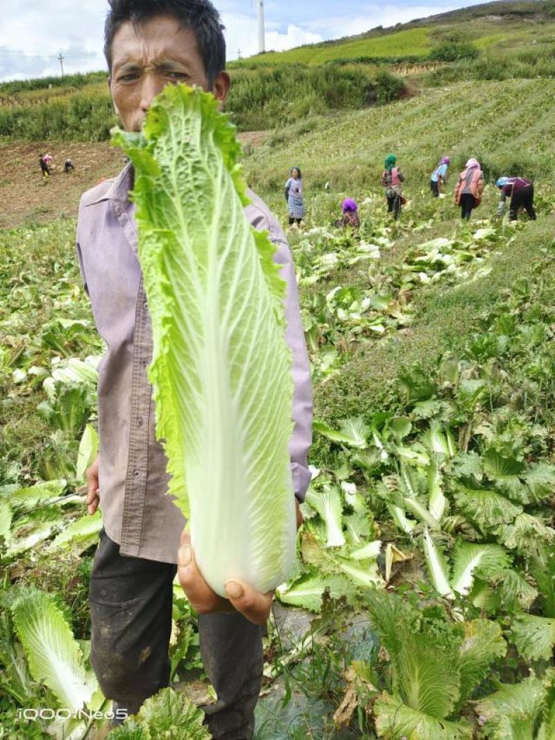 大白菜邵菜