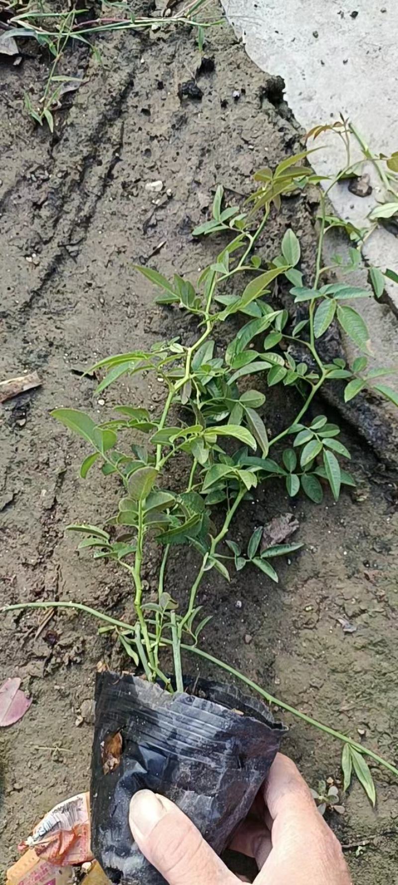 甜蜜红木香花苗四季红色盆栽带花爬藤植物浓香吸味绿植好养活