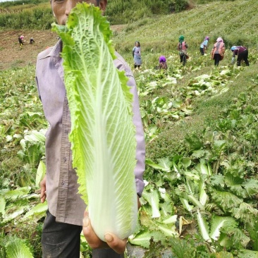 大白菜邵菜