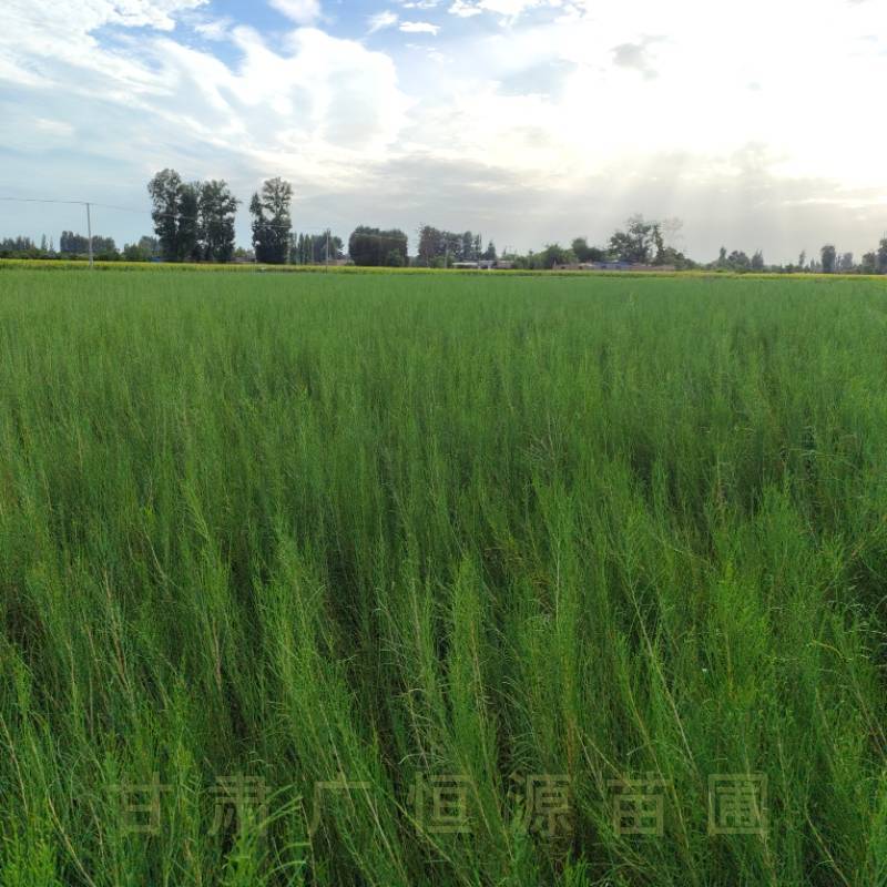梭梭苗基地，一年生高度50公分梭梭树苗