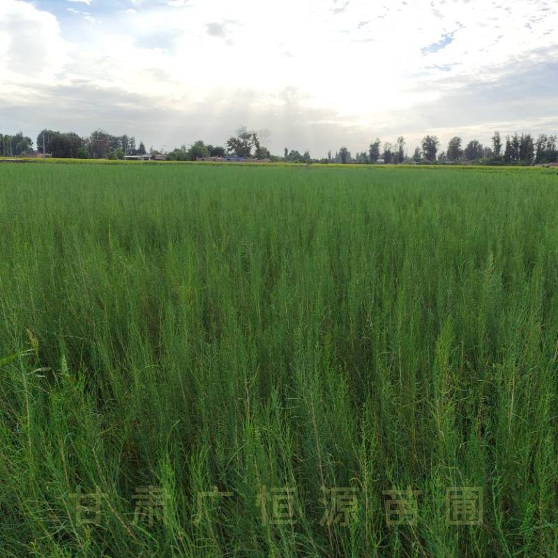 梭梭苗基地，一年生高度50公分梭梭树苗