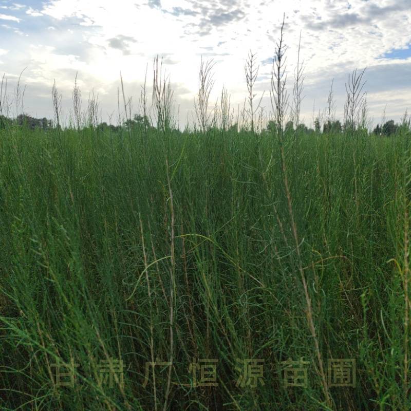梭梭苗基地，一年生高度50公分梭梭树苗