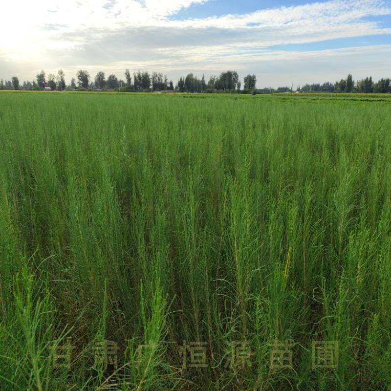 梭梭苗基地，一年生高度50公分梭梭树苗