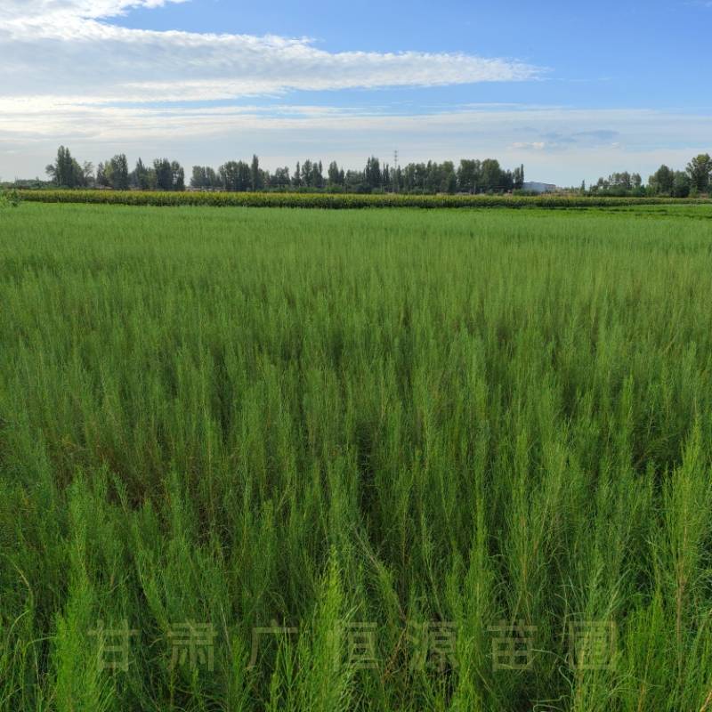梭梭苗基地，一年生高度50公分梭梭树苗